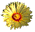 fleur astro jaune