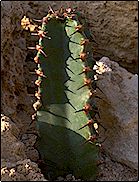 Euphorbia ammak   - Pot 10 cm