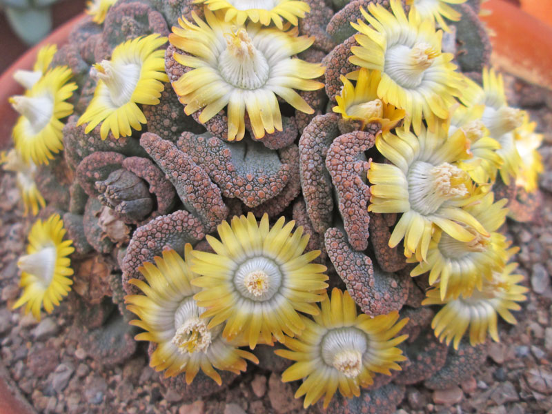 Titanopsis calcarea фото