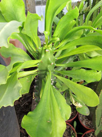 Euphorbia undulatifolia   - H 50-60 cm