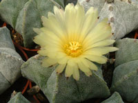 Astrophytum myriostigma fma. strongylogonum   - Pot 10 cm