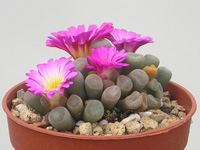 Frithia pulchra   - Pot  5 cm