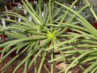 Tylecodon wallichii   - Pot  6 cm