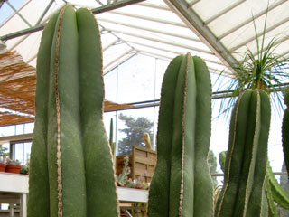 Pachycereus marginatus (Marginatocereus)   - H 35-45 cm