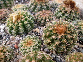 Parodia comarapana (mairanana)   - Pot  5 cm