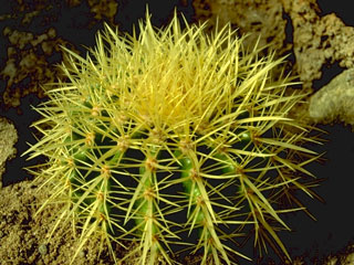 Echinocactus grusonii   - Pot  5 cm