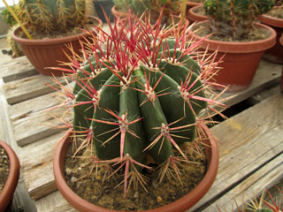 Ferocactus pilosus (F. stainesii v. pilosus)   - Pot  5 cm