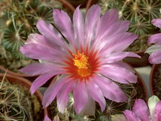 Thelocactus bicolor SB278   - Pot  5 cm