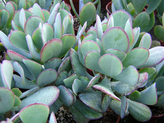 Crassula arborescens ssp. undulatifolia 'Blue Jade'   - Pot  5 cm