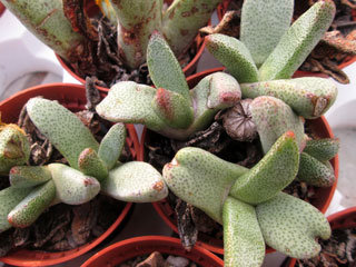 Pleiospilos compactus 'Purpusii'   - Pot  6 cm