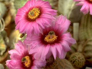 Echinocereus reichenbachii ssp. fitchii   - Pot  5 cm