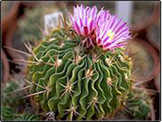 Stenocactus crispatus (Echinofossuloc. lamellosus)   - Pot  5 cm