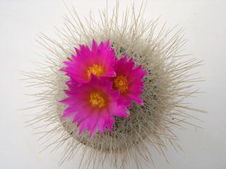 Thelocactus macdowellii (Echinomastus)   - Pot  5 cm