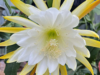 Epicactus 'Admiral Togo' (blanc)   - Pot  8 cm