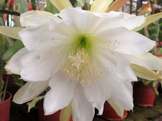 Epicactus 'Jeanne d'Arc' (blanc) 