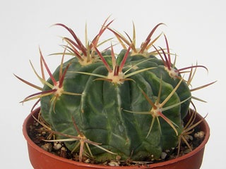 Ferocactus latispinus   - Pot  5 cm