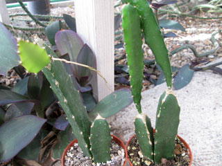 Hylocereus triangularis   - Pot  8 cm