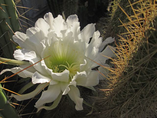 Echinopsis camarguensis (Trichocereus camarguensis)   - H 25-30 cm