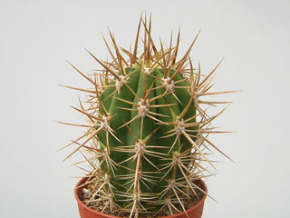 Echinopsis chiloensis (Trichocereus)   - Pot  5 cm