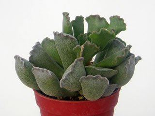 Adromischus cristatus 