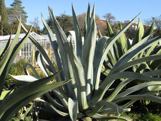 Agave americana 