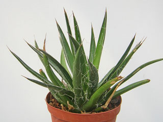 Agave filifera   - Pot 12 cm