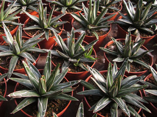 Agave victoriae-reginae   - Pot 14 cm