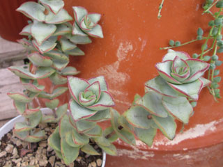 Crassula perforata 'Giant Form'   - Pot  6 cm