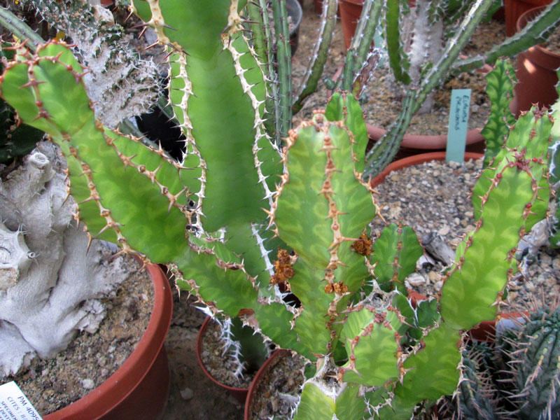 Euphorbia pseudocactus   - Pot 10 cm
