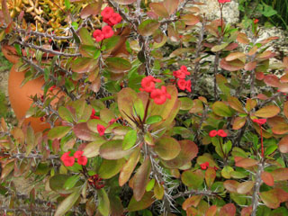 Euphorbia milii var. splendens 