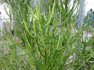 Euphorbia tirucalli   - Pot 10 cm