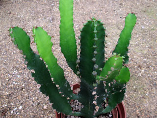 Euphorbia triangularis   - Pot 17 cm