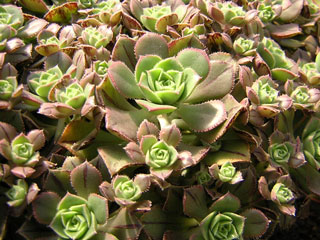 Aeonium mascaense (A. 'Cyrico')   - Pot  6 cm