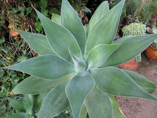 Agave attenuata   - H 25 cm Ø 30 cm