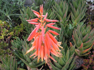 Aloe x nobilis   - Pot 21 cm touffe H 20 cm