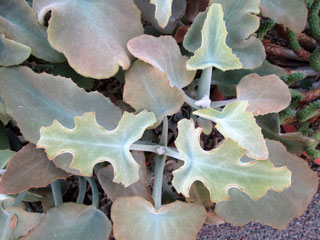 Kalanchoe beharensis   - Pot 10 cm