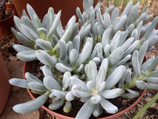 Senecio serpens 2   - Pot 10 cm