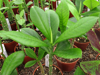 Synadenium cupulare   - Pot  6 cm