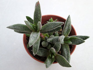 Crassula justus-corderoyi   - Pot  5 cm