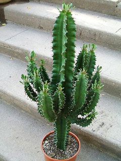 Euphorbia abyssinica ‘Disclusa’  («Euphorbia erythrea»)   - H 60-70 cm ramifiée