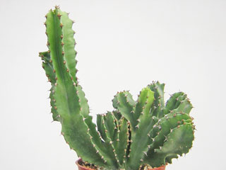 Euphorbia abyssinica  'Disclusa' forme cristata   - Pot 19 cm H 50-70 cm