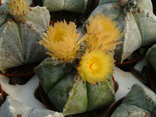 Astrophytum myriostigma fma. strongylogonum   - Pot 10 cm