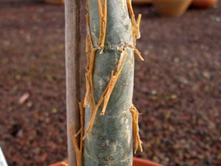 Bursera fagaroides   - Pot  8 cm