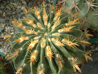 Ferocactus latispinus var. flavispinus   - Pot  5 cm