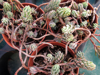 Sedum rupestre (S. reflexum)   - Pot  6 cm