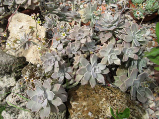 Graptopetalum paraguayense   - Pot  6 cm