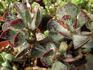 Adromischus triflorus   - Pot  5 cm