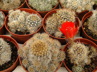 Echinopsis schieliana (Lobivia schieliana)   - Pot  5 cm