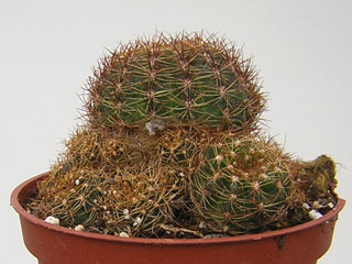 Echinopsis arachnacantha ( Lobivia arachn. v. vallegrandensis)   - Pot  5 cm