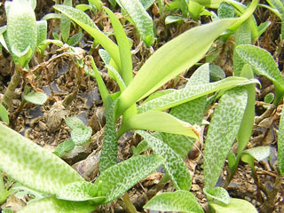 Scilla pauciflora (=Ledebouria pauciflora)   - Pot  6 cm